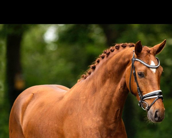 dressage horse Venray 5 (Rhinelander, 2016, from Veneno)