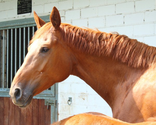 broodmare Basilea (Hanoverian, 2009, from Brentano II)