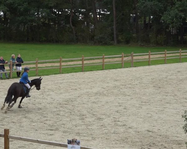 Reitturnier Westergellersen 2021