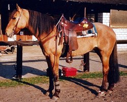 Pferd La Gitana (Criollo,  )