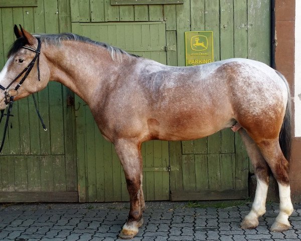 Pferd Master (Polnisches Warmblut, 2011, von POKER)