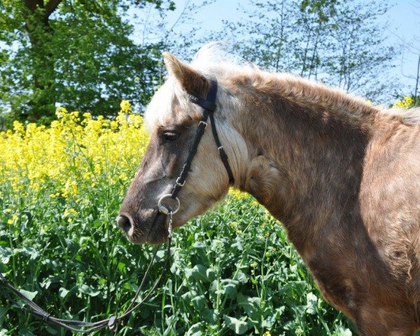 Zuchtstute Camilla vom Kückenmoor (Dt.Part-bred Shetland Pony, 2013, von Flamenco)