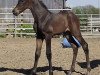 broodmare Dorofina (Rhinelander, 2016, from Don Romanov)