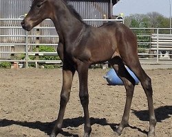 broodmare Dorofina (Rhinelander, 2016, from Don Romanov)