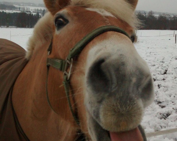 dressage horse Lucky (Haflinger, 2007)