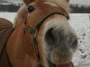 dressage horse Lucky (Haflinger, 2007)