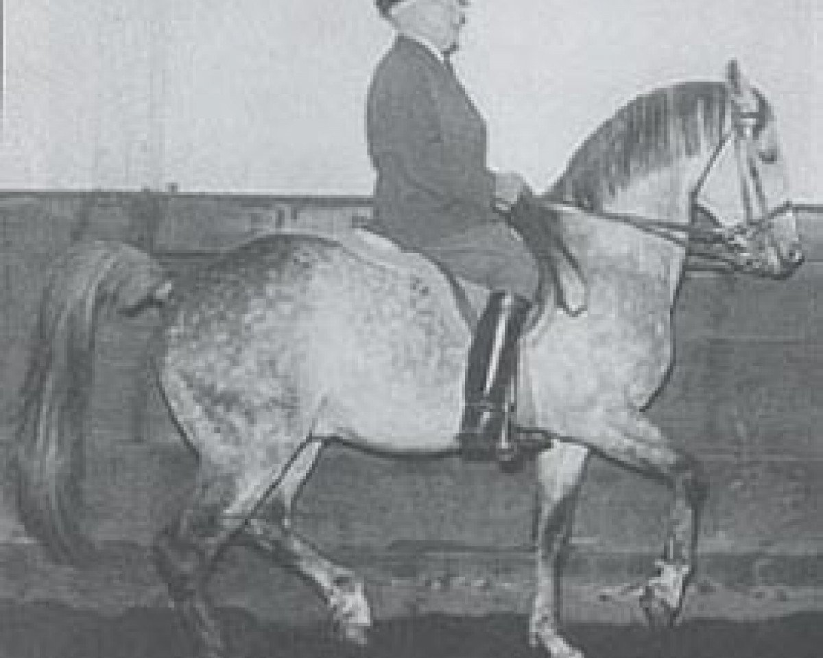 Pferd Kanzler (Vollblutaraber, 1941, von Lowelas ox 4178)