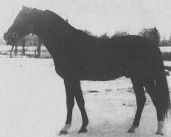 stallion Werset ox (Arabian thoroughbred, 1938, from Lowelas 1930 ox)