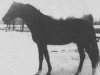 stallion Werset ox (Arabian thoroughbred, 1938, from Lowelas 1930 ox)