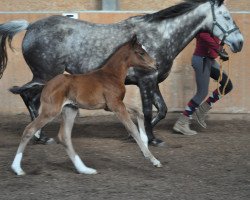 broodmare Camar Utopia (Anglo-Arabs, 2016, from Gabun)