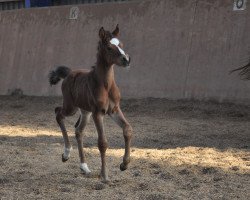 Deckhengst Camar Quarzgold (Trakehner, 2016, von Schwarzgold)