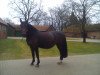 broodmare Ria Rubina (Oldenburg, 2002, from Royal Diamond)