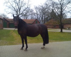 dressage horse Ria Rubina (Oldenburger, 2002, from Royal Diamond)