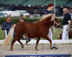 Zuchtstute Rosalie aus dem Wendland PrSt** (Shetland Pony, 2013, von Mister Milano PrH*)