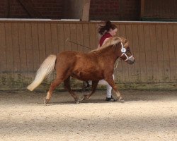 Dressurpferd Raya aus dem Wendland (Shetland Pony, 2013, von Mister Milano PrH*)