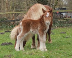 horse Rykia aus dem Wendland (Shetland Pony, 2016, from Georg)