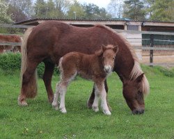 Pferd Sasori aus dem Wendland (Shetland Pony, 2016, von Xente van't heut)