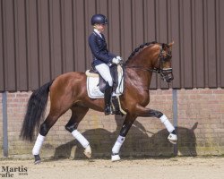 stallion Ghandi (KWPN (Royal Dutch Sporthorse), 2011, from Bojengel)