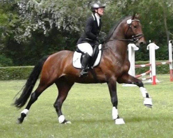stallion Graf Raphael G (Hanoverian, 2012, from Graf Galen)