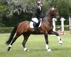 stallion Graf Raphael G (Hanoverian, 2012, from Graf Galen)