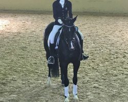 dressage horse Quadrigas Ron Carla (Oldenburger, 2012, from Ron Rubin)