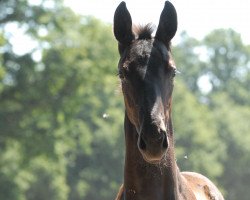 dressage horse Whoopee (Oldenburg, 2014, from Dante Weltino Old)