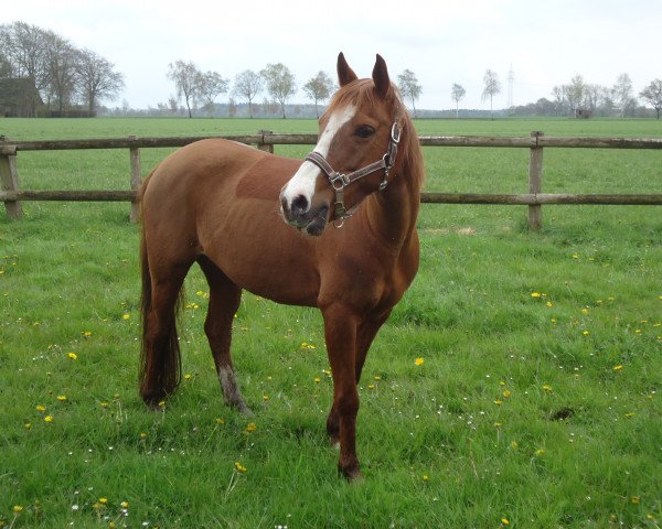 horse Cosilotta (German Riding Pony, 2005)