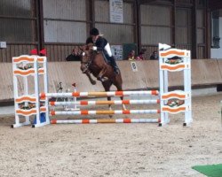 jumper Stute v Duncan x Nadler x Diamant (German Riding Pony, 2011, from Duncan 86)