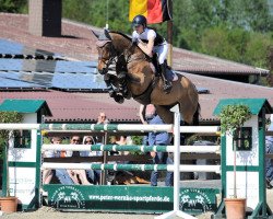 jumper Royal Swing (Oldenburg, 2007, from Rubin Royal OLD)