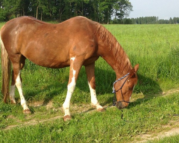 Pferd Golden Dolly (Pinto/Pleasure, 1994, von Golden Chief)