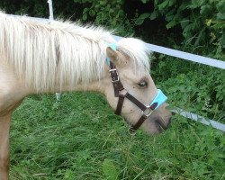 horse Fagri (Iceland Horse, 2012, from Merlin von Windeck)