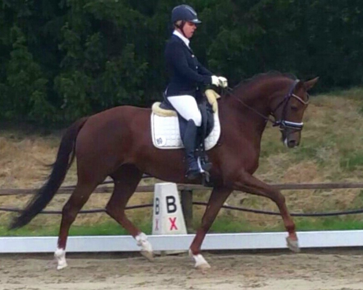 dressage horse Dancing Florencia (KWPN (Royal Dutch Sporthorse), 2012, from Don Tango B)