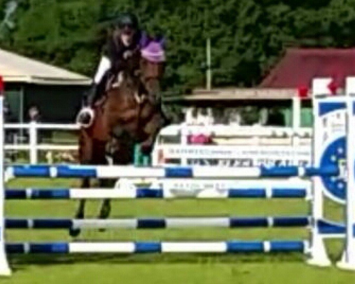 jumper Hankey's Sexy Sister M (Oldenburg, 2007, from C-Son of Sexy Eyes)