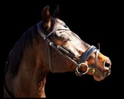 dressage horse Ferdi (German Riding Pony, 1997, from Folklore)