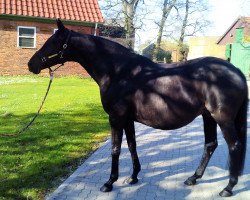 broodmare Charite (Trakehner, 2003, from Buddenbrock)