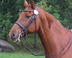 dressage horse Wolle 6 (Hanoverian, 2003, from Wolkentanz I)