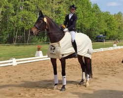 dressage horse Royalpolitan (Oldenburger, 2008, from Ron Rubin)