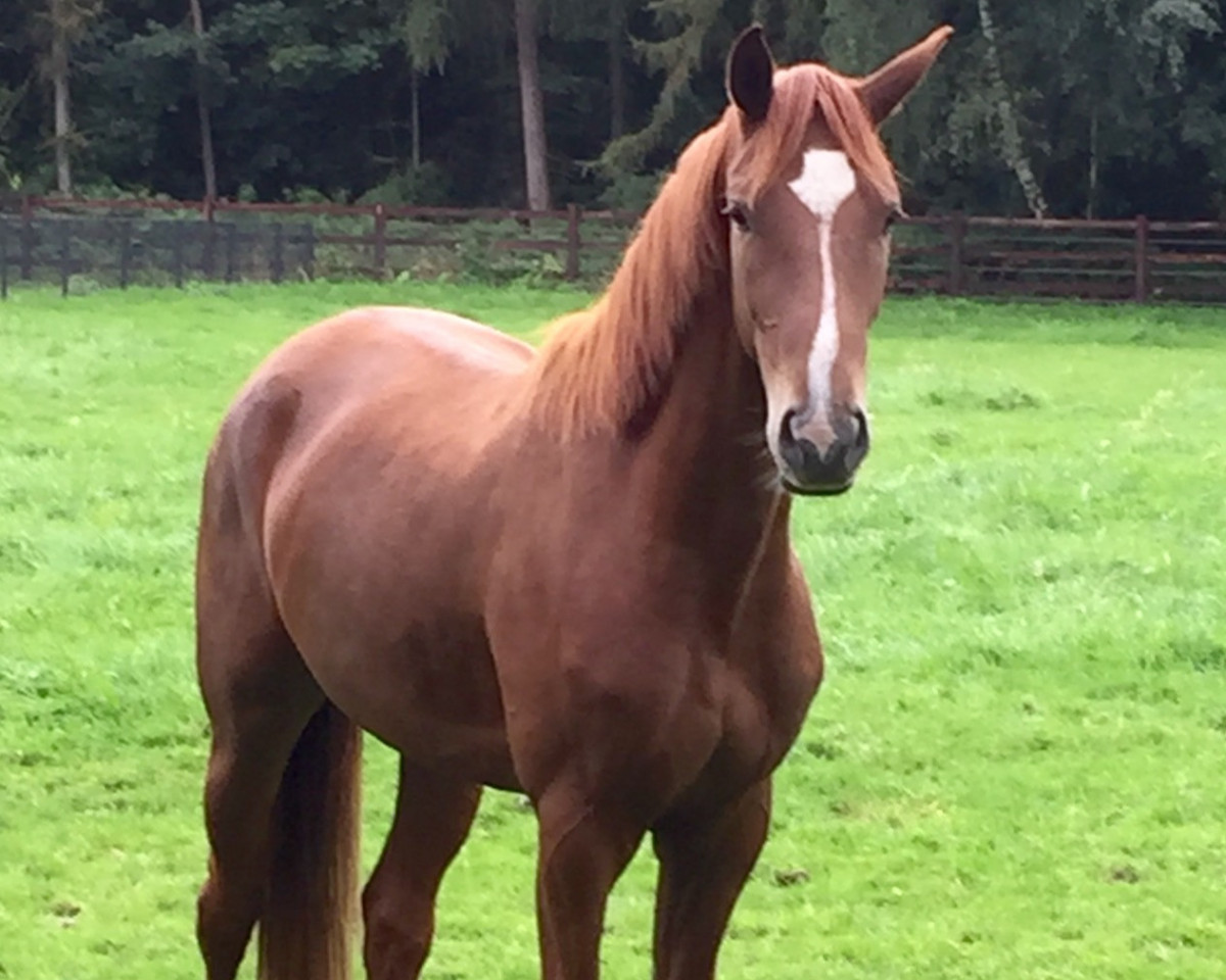broodmare Dakota Soley (Westphalian, 2013, from Deveraux 3)