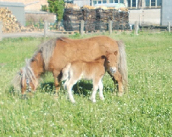 horse Ton von Repgow (Shetland pony (under 87 cm), 2016, from Thorax von Repgow)