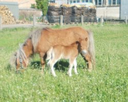 jumper Ton von Repgow (Shetland pony (under 87 cm), 2016, from Thorax von Repgow)