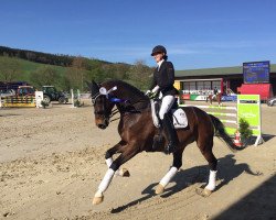 dressage horse Fine Step (Oldenburg, 2005, from Florencio I)