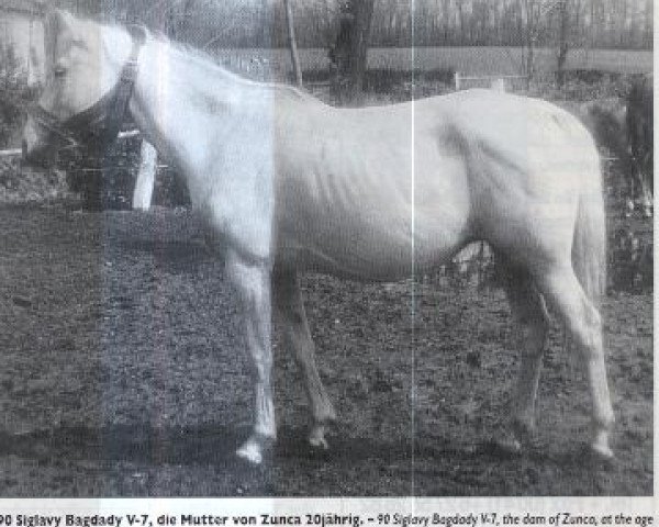 broodmare 90 Siglavy Bagdady V (Shagya Arabian, 1949, from Siglavy Bagdady V 1939 ox)