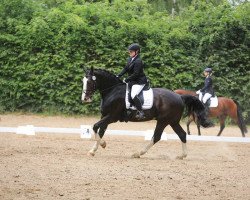 dressage horse Gustav (Sachs-door. Heavy Warmbl., 2006, from Geronimo)