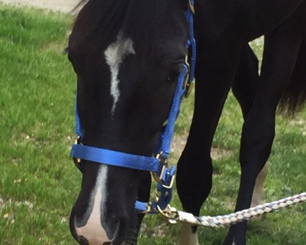 dressage horse Seven Stars 2 (Hanoverian, 2014, from Scuderia)