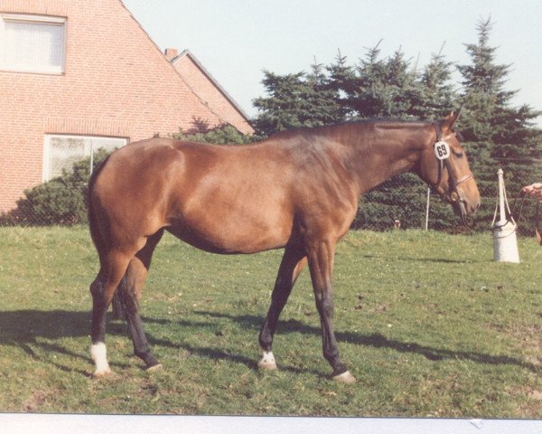 broodmare Tomaga (Holsteiner, 1981, from Lord)