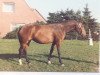 broodmare Tomaga (Holsteiner, 1981, from Lord)