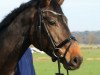 dressage horse First Finesse DB (Westphalian, 2011, from First Selection)