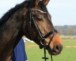 dressage horse First Finesse DB (Westphalian, 2011, from First Selection)