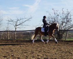 dressage horse Stella 961 (Haflinger, 2004, from Andiamo)