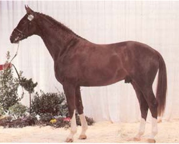 stallion Conquest M (Hanoverian, 1990, from Cavalier)